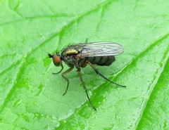 Dolichopus ungulatus