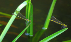 Calopteryx dimidiata
