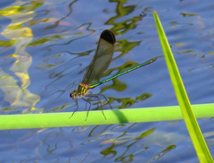 Calopteryx dimidiata