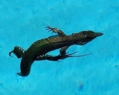 Ameiva ameiva