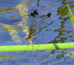 Calopteryx dimidiata