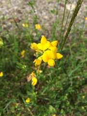 Lotus corniculatus corniculatus