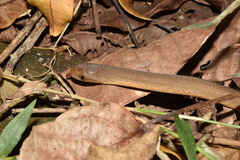 Southern Brown Egg Eater