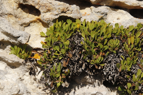 Image of Centella triloba by (c) Tony Rebelo, some rights reserved (CC BY-SA)