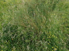 Juncus inflexus