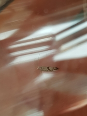 Argyresthia bonnetella