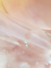 Argyresthia bonnetella