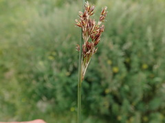 Juncus inflexus