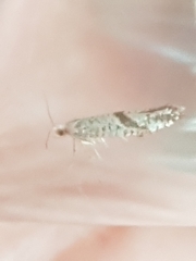 Argyresthia bonnetella