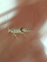 Argyresthia bonnetella