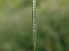 Juncus inflexus