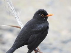 Turdus merula