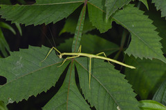 Phasmida