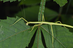 Phasmida