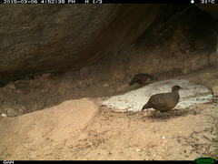 Galloperdix lunulata