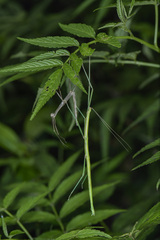 Phasmida