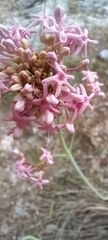 Centranthus angustifolius