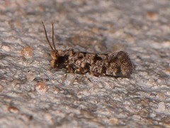 Amydria margoriella