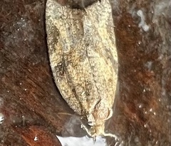 Argyrotaenia franciscana