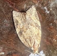 Argyrotaenia franciscana