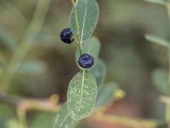 Phyllanthus reticulatus