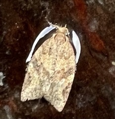 Argyrotaenia franciscana