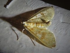 Palpita freemanalis