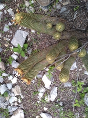 Coryphantha erecta