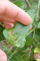 Liriomyza schmidti