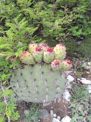 Opuntia stenopetala