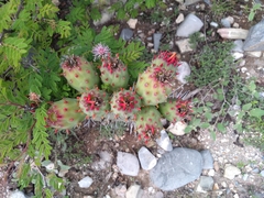 Opuntia stenopetala