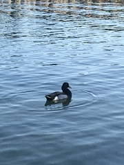 Anas platyrhynchos × Netta rufina