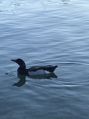 Anas platyrhynchos × Netta rufina