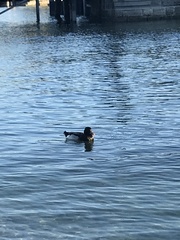 Anas platyrhynchos × Netta rufina