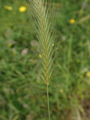Hordeum secalinum