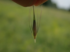 Hordeum secalinum