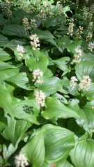 Maianthemum