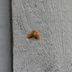 Plagodis phlogosaria