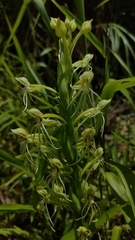 Habenaria filifera
