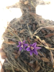 Brodiaea coronaria