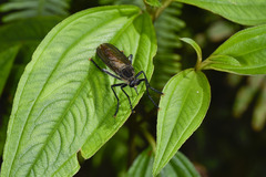 Microstylum