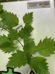 Crataegus succulenta