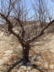 Bursera cerasiifolia