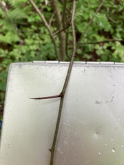 Crataegus succulenta