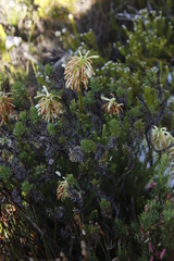 Erica sessiliflora
