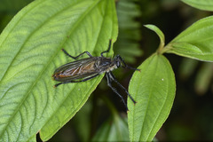 Microstylum