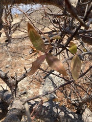 Bursera cerasiifolia