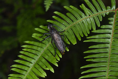 Microstylum
