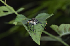 Microstylum