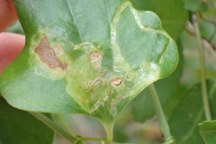 Liriomyza schmidti